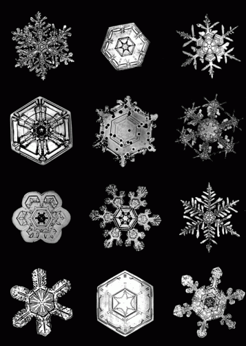beauty-snowflake-display-Jericho_Bentley_img
